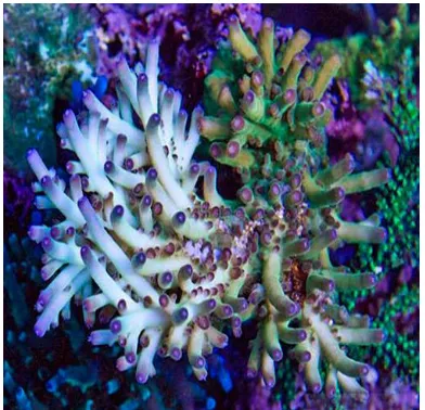 Figure 1: Acropora coral 