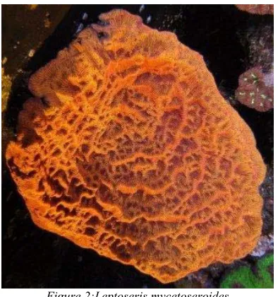 Figure 2:Leptoseris mycetoseroides 