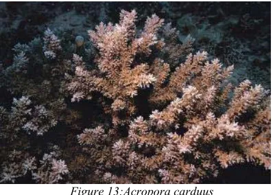 Figure 13:Acropora carduus 