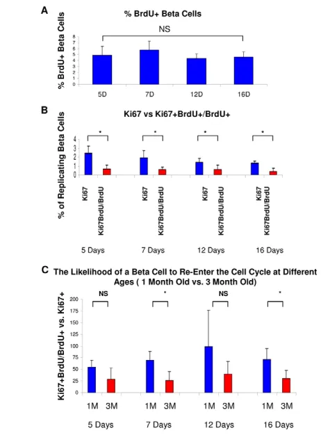 Fig. 4. Older beta cells have a longer quiescence period.not, in 3-month-old mice there was a significant difference betweenthe normal population and replicated population at all time points.(C)The percentage BrdUpercentage Ki67Whereas replicated cells i