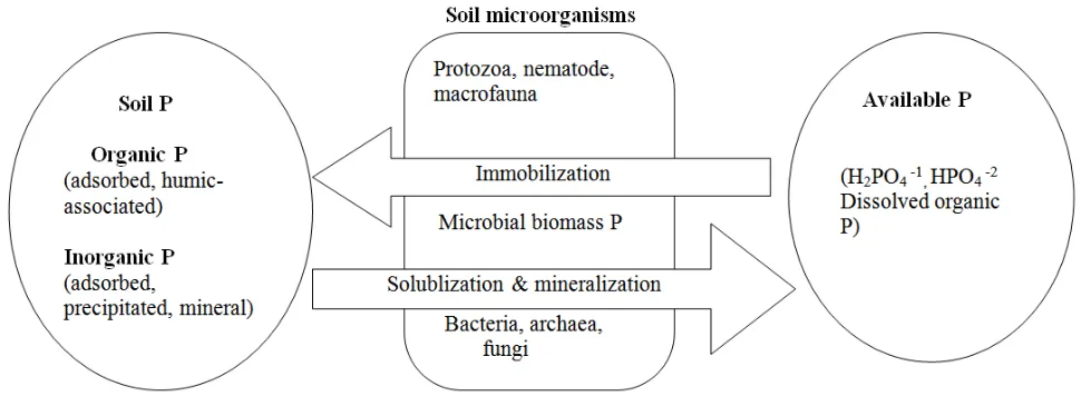 Figure 1. Schematic representation of the importance of microorganisms to Phosphorus  Availability in soil    