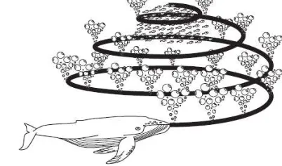 Figure 1: Bubble-net feeding behaviour of humpback whales [8].  