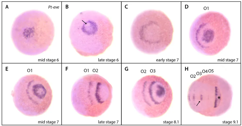 Fig. 1. Pt-DlPt-Wnt8this gene is conversely expressed more strongly inanterior SAZ cells compared with the wild type.Images Acomparatively weaker in anterior SAZ cells wherePt-Dlsalt and pepper pattern adjacent to a more diffusestripe (highlighted by dashe