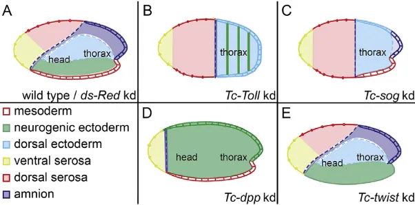 Fig. 1. Schematic representation of dorsoventral