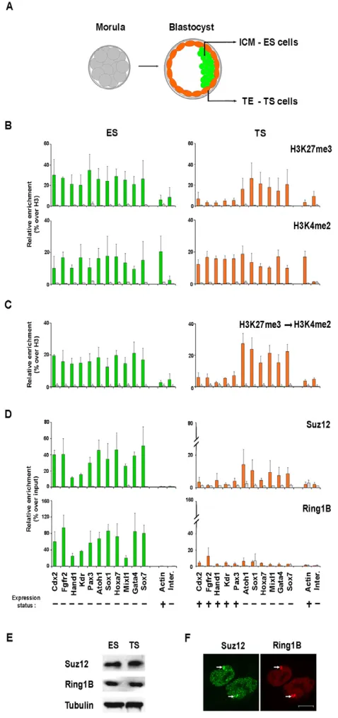 Fig. 1. Comparison of epigenetic features in blastocyst-derivedstem cells.selected promoters and controls in ZHBTc4-ES (green bars) and B1-TS(orange bars) cells