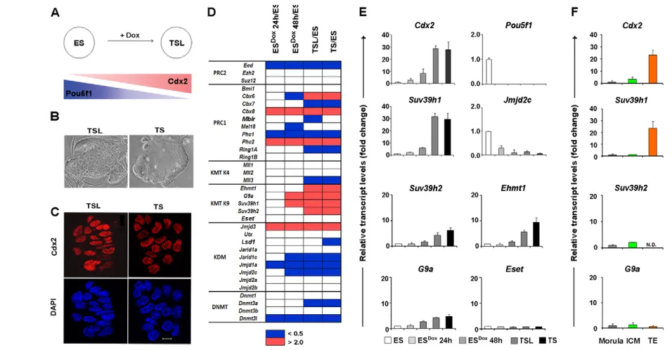 Fig. 4. Developmentally regulated changes in gene expression profiles of chromatin regulators upon Pou5f1cell derivation.analysis showing homogenous expression of the TS-associated marker Cdx2 in TSL and TS cells