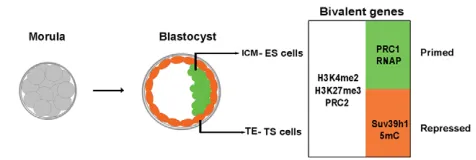 Fig. 6. Model for the establishment of distinct chromatin statesat bivalent genes in vivo upon blastocyst lineage segregation.RNA polymerase II (RNAP) and Ring1B (PRC1) depletion at Suz12(PRC2)-bound bivalent (H3K4me2 and H3K27me3) loci is associatedwith the acquisition of an extra-embryonic fate and transcriptionalrepression by Suv39h1-mediated H3K9me3 and DNA methylation(5mC).