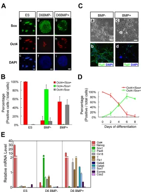 Fig. 1. Efficient mouse ESC neural commitment in KSRmedium is inhibited by BMP4. (A)Doubleimmunostaining for OCT4 and SOX proteins in