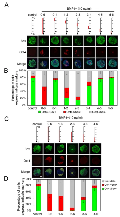 Fig. 2. Window of ESC responsiveness to BMP4 inhibition duringneural commitment. in EBs cultured in KSR medium for 6 days