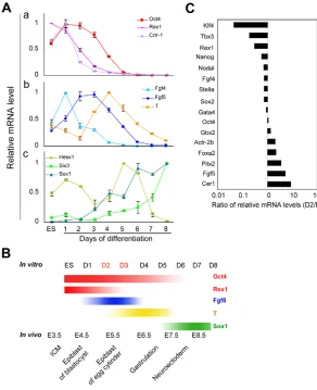 Fig. 3. The BMP4-sensitive window correspondsto the egg cylinder epiblast stage. analysis of marker gene expression patterns duringESC neural differentiation from days 0-8