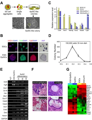 Fig. 4. Cells at the BMP4-sensitive window can beisolated as ESD-EpiSCs. EpiSC differentiation in DMEM containing 10% FBS for3 days