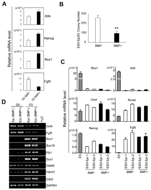 Fig. 6. BMP4 suppresses ESD-EpiSC neural commitment andpromotes non-neural lineage differentiation