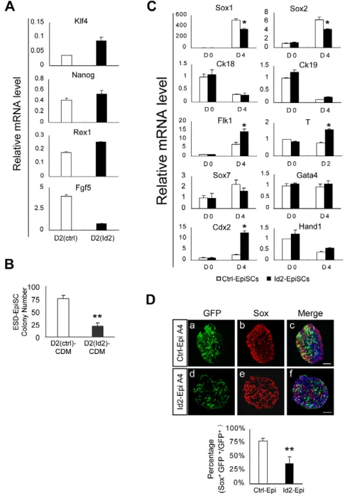 Fig. 8. ID2 partially substituted for BMP4 function at both stagesof ESC neural differentiation