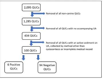 Figure 1: Flow chart depicting the exclusion process of the quantitative urine cultures (QUCs) in this study