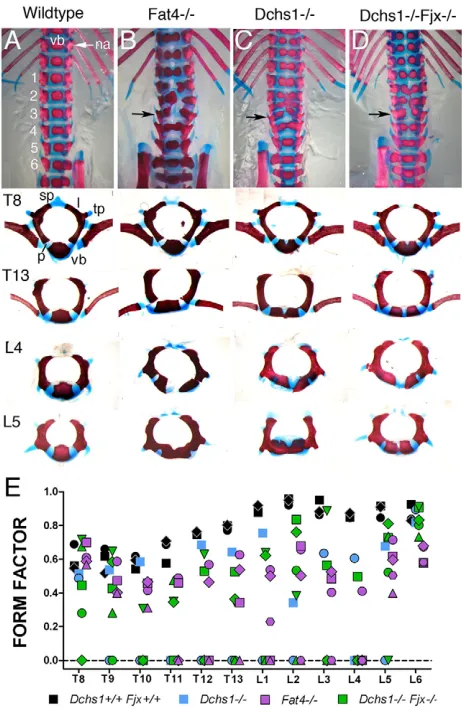 Fig. 1. Characterisation of vertebral defects in Fat4mutants.P0 skeletons of the indicated genotypes stained with Alcian Blue and AlizarinRed