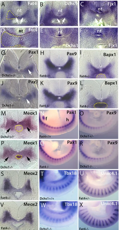 Fig. 2. Sclerotome specification is unaffected in Fat4 and Dchs1 mutants.In situ hybridisation showing expression of Fat4 (A,D), Dchs1 (B,E) and Fjx1(C,F) in the E10.5 (A-C) and E11.5 (D-F) wild-type sclerotome (arrows, A-C).(G-X) Transverse sections (G-L,