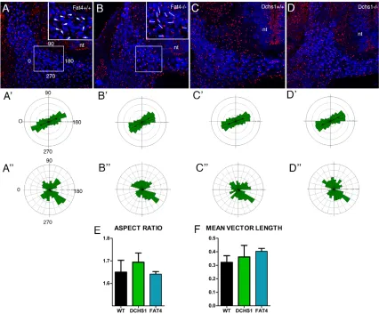 Fig. 4. Cell polarity analysis within the developing sclerotome. (A-D) Transverse sections through E10.5 wild-type (A,C), Fat4−/− (B) and Dchs1−/− (D)developing lumbar vertebrae showing immunostaining of Sox9 (blue) and the Golgi (red)