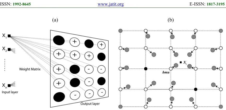 Figure 2: (a): proposed SOM Representation (rectangular topology): The hidden layer is composed by the activated neurons (white circles: + represents benign tumour and - malignant one) and deactivated neurons (black circle)