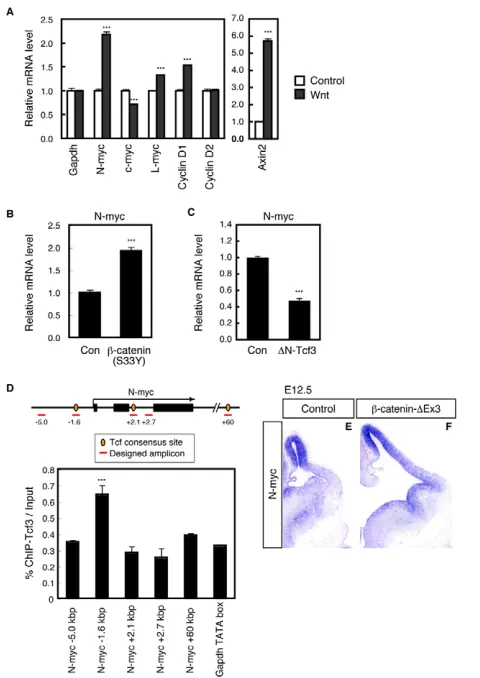 Fig. 1. N-myc is a direct downstream target of the Wnt–immunoprecipitated from E11.5 neocortical lysates with anti-Tcf3