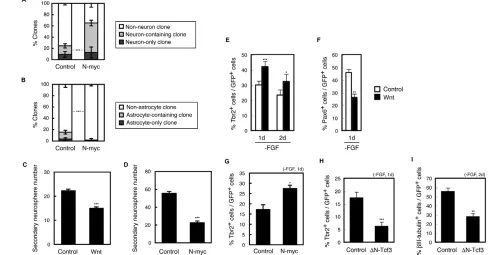 Fig. 3. Wnt signaling and N-myc promote neuronal fate commitment of multipotent NPCs and increase NPs in vitro