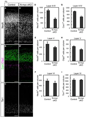 Fig. 6. Conditional deletion of N-myc equivalent coronal levels (at the level of the anteriorhippocampus) at postnatal day 5 (P5) and immunostained asindicated