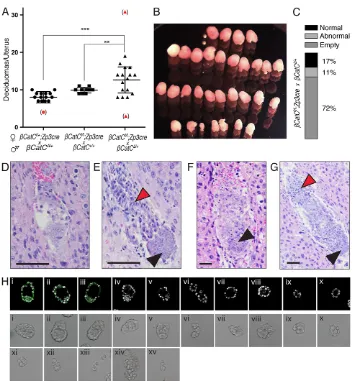 Fig. 3. The maternal-zygotic deletion βmated with a(C) Quantification of deciduomal content fromallβ3.5 dpc litter flushed from the uterus of aβCatCresults in an increased number ofimplantation sites