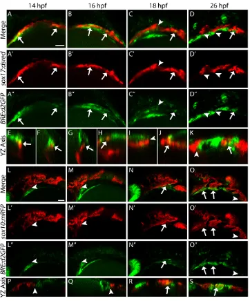 Fig. 1. The reception of Bmp signaling istemporally distinct between theBmp-responsive cells (indicated stages of zebrafish development.(E-K) Orthogonal (B (G,H), C (I,J) and D (K)