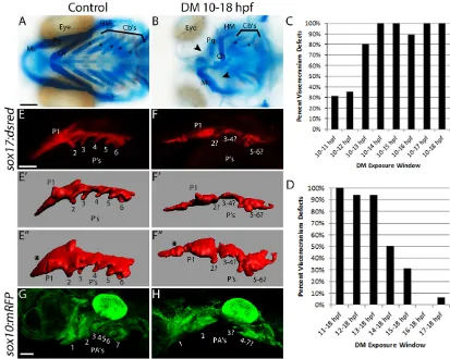 Fig. 2. Blocking Bmp signaling early disrupts endoderm morphology and craniofacial development