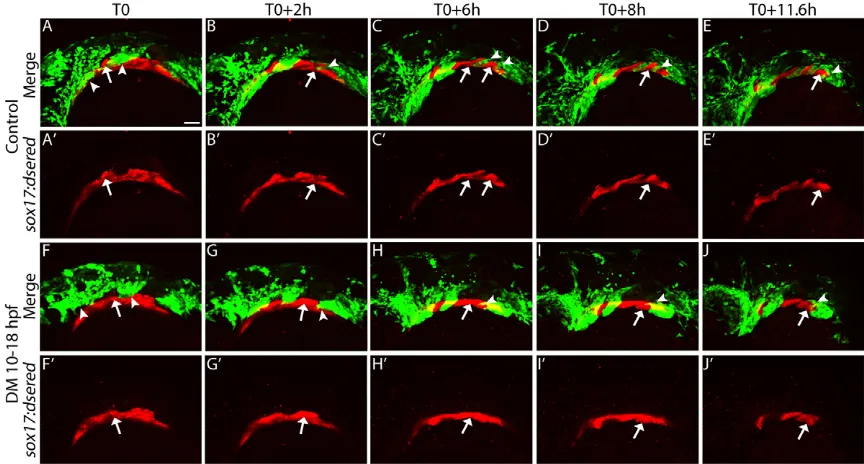 Fig. 6. Bmp signaling regulates pouch morphogenesis. Still images from confocal time-lapse movies of(arrowheads) in control embryos