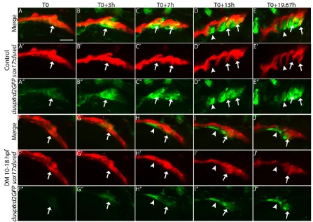Fig. 8. Blocking Bmp reduces the Fgf signaling response in the forming pouch. Still images from confocal time-lapse movies of(Fgf-responsive cells) double-transgenic embryos