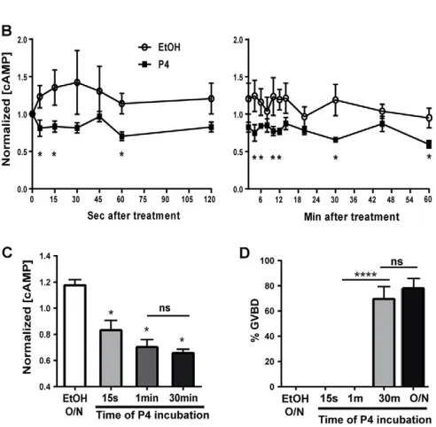 Fig. 1. Lack of correlation between cAMP levels and oocyte maturation.(A) Current model by which P4 releases meiotic arrest