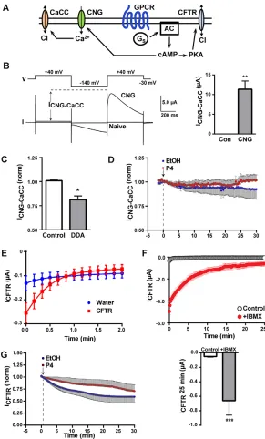 Fig. 2. CNG and CFTR do not detect changes in cAMP or PKAactivity after P4.(six oocytes) or ethanol (five oocytes) to CFTR-expressingoocytes pre-treated with IBMX