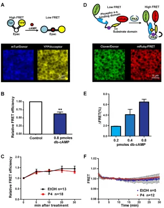 Fig. 3. cAMP and PKA FRET sensors do not detectchanges in response to P4.expressing oocytes 10 min after db-cAMP (0.8 pmol)injection (three oocytes)