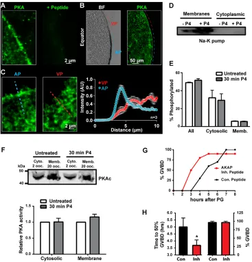 Fig. 4. Subcellular PKA distribution and activity. (A) Representative confocal images from oocyte sections immunostained using an anti-PKAc antibody in thes.e.m