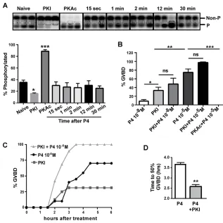 Fig. 5. P4 does not affect PKA kinase activity.