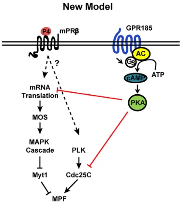 Fig. 7. Buffering endogenous cAMP does not inducespontaneous maturation.overnight incubation
