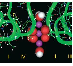 FIG. 2: A simpliﬁed Ca channel geometry with baths, pore, ﬁlter, and binding site. The channel