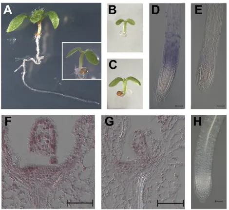 Fig. 1. The seedling phenotype of cytokinin triple-receptormutants. in two-day-old sections through the center of the shoot apical meristems of two-day-old reduced in G