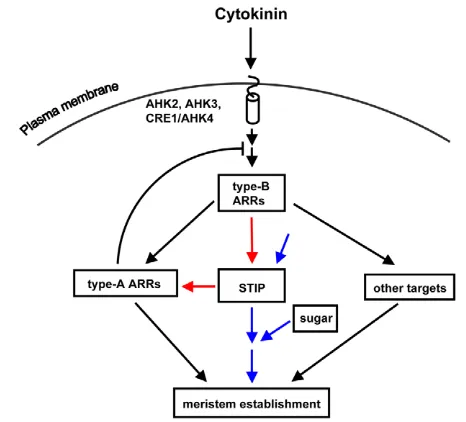 Fig. 7. A diagram of the proposed involvement of STIPcytokinin signaling during vegetative SAM development