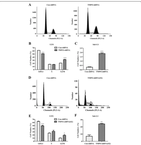 Fig. 4 Downregulation of TMPO arrested the cell cycle of U251 cells. a, d The cell cycle distribution determined by flow cytometer