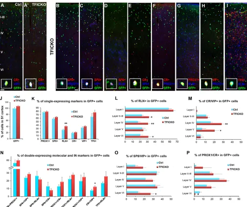 Fig. 8. Altered number and laminar distribution of IN subtypes in adult 5HT3aR-GFP+ COUP-TFI mutant brains