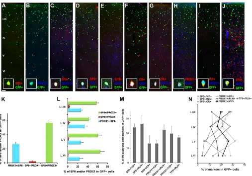 Fig. 5. Molecular characterization and laminar distribution of 5HT3aR-GFP+among GFP in the adult somatosensory cortex