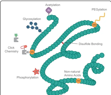 Fig. 4 Protein modifications in CFS. Possible protein modificationsinclude but are not limited to glycosylation, disulfide-bondformation, acetylation [140], phosphorylation [141], and PEGylation[131] (which may be accomplished through the use of non-natura