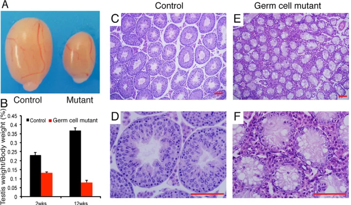 Fig. 1. Impaired spermatogenesis in germ-cell mutant testes. (A) Gross morphology ofrepresentative testes from an 8-week-oldcontrol and an age-matched germ-cellmutant