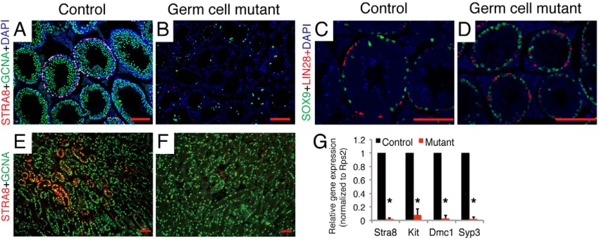 Fig. 2. Complete blockage of spermatogonial differentiation in germ-cell mutants. (A,B) Immunohistochemical staining for STRA8 (red) in sections of