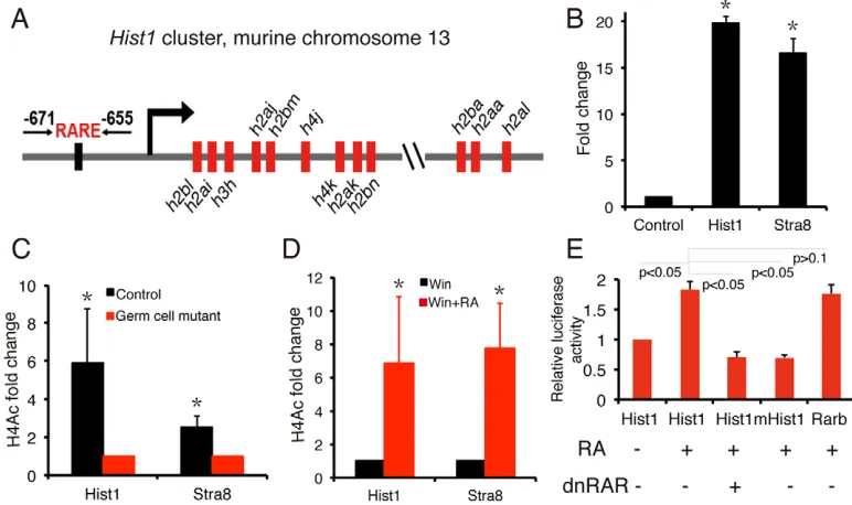 Fig. 5. Functional RARE occurs upstream of the Hist1H4 (H4Ac), a mark for open and actively transcribed chromatin, at RARE upstream of bothincreased in RA-injected WIN18,466-treated mouse spermatogonia compared with WIN18,466-treated mouse spermatogonia