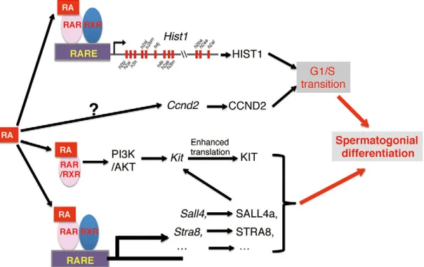 Fig. 6. A proposed model for retinoid signaling-inducedspermatogonial differentiation.transition and stimulating other gene expression such asStra8 RA signaling inducesspermatogonial differentiation through activating expressionof genes (e.g