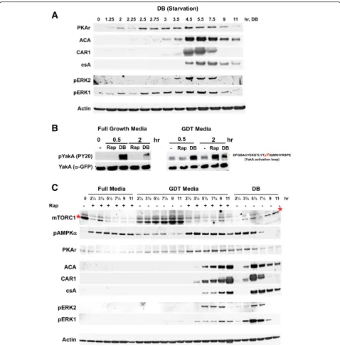 Fig. 4 Comparative expression parameters for rapamycin-induced development.of three independent experiments.full media were replaced with fresh media, and GDT media replaced with either fresh GDT media or with DB, all with or without rapamycin asindicated