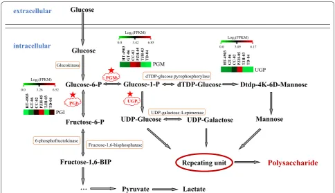 Fig. 6 Putative pathway for intercellular polysaccharide biosynthesis in H. erinaceus