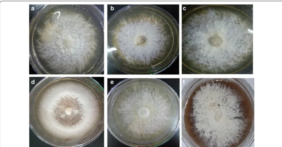 Fig. 1 The morphological characteristics of erinaceusH. erinaceus dikaryotic mycelium on PDA medium